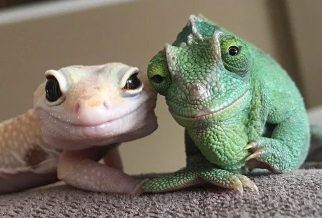 Chamäleon und Gecko