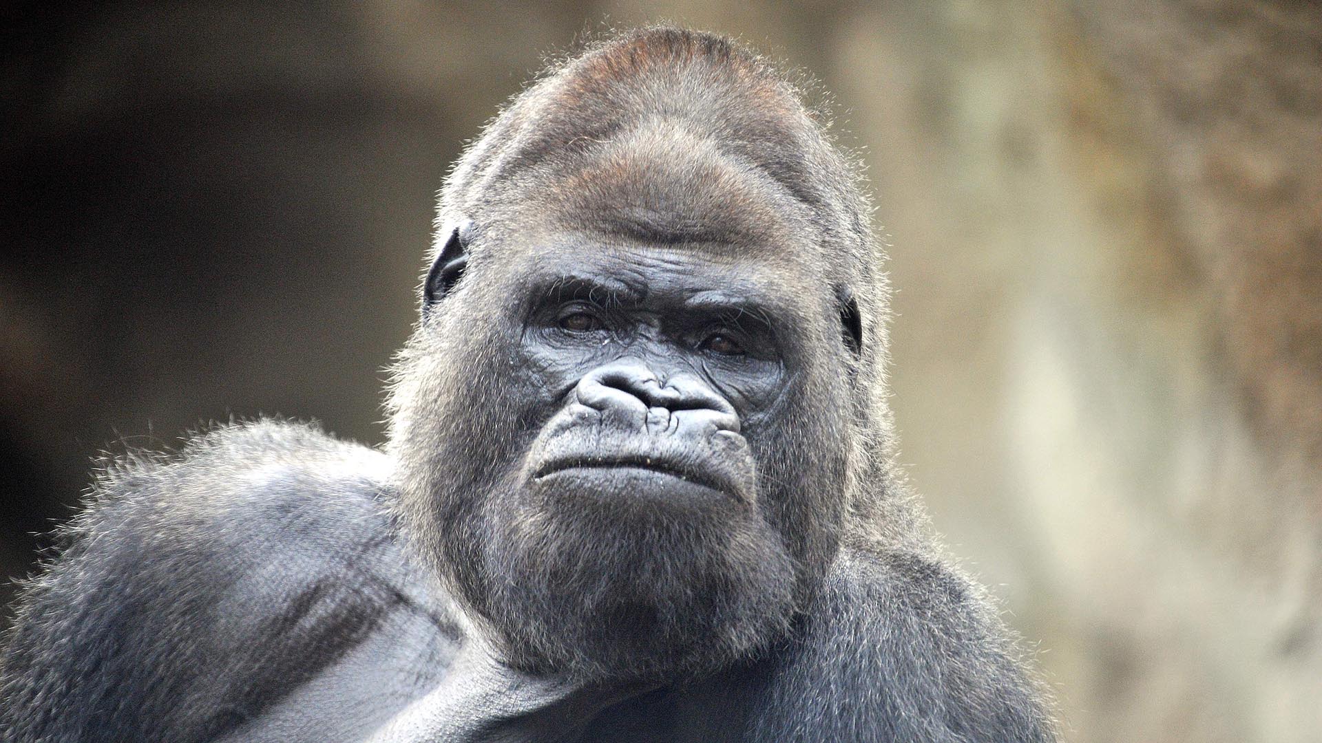 Flachlandgorilla