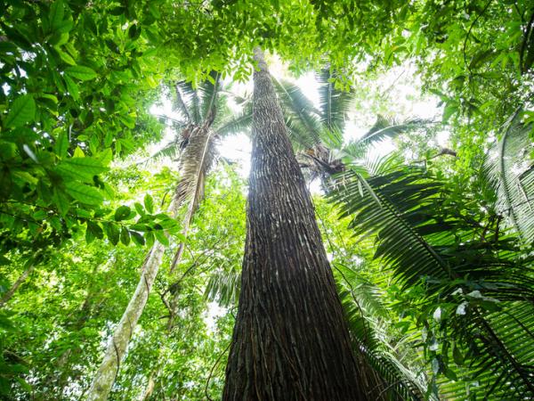 Riesiger Baum im Regenwald
