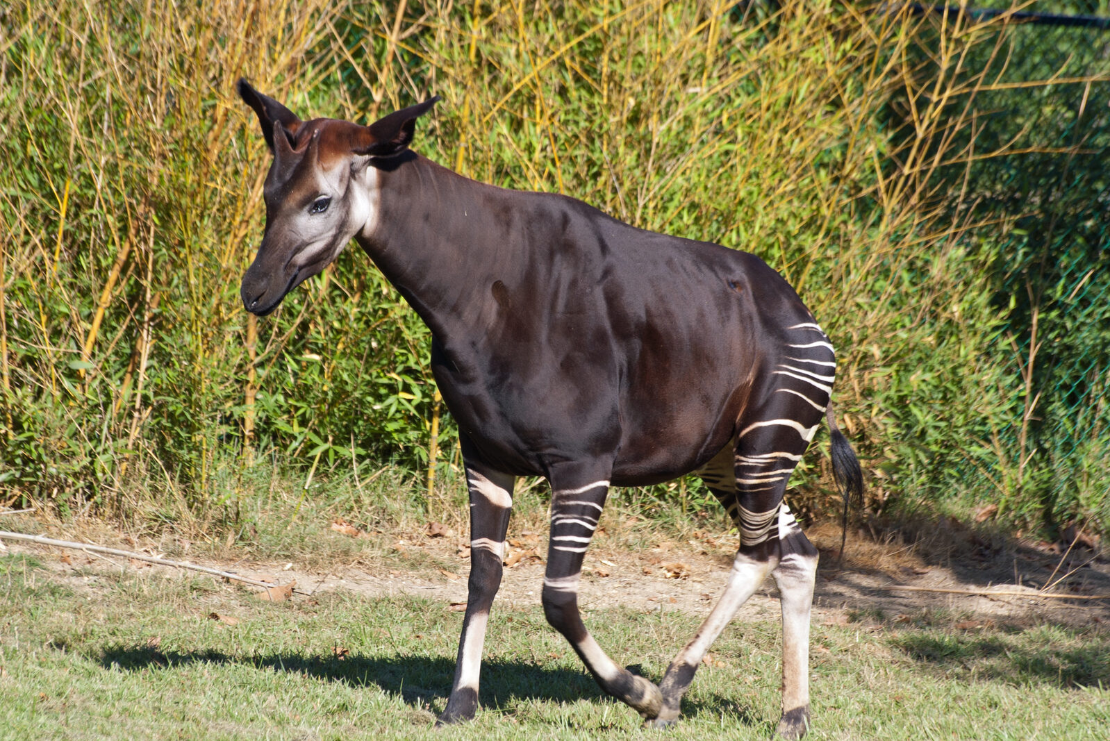 Okapi im Regenwald